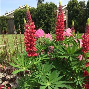 Meet your Posher, Lynn